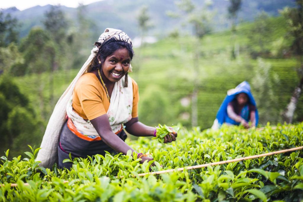 Tea picker in a tea plantation in the 'tea country' of sri lanka, asia, by documentary travel photographer matthew williams ellis